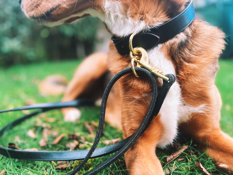 Real Leather dog collars and leads