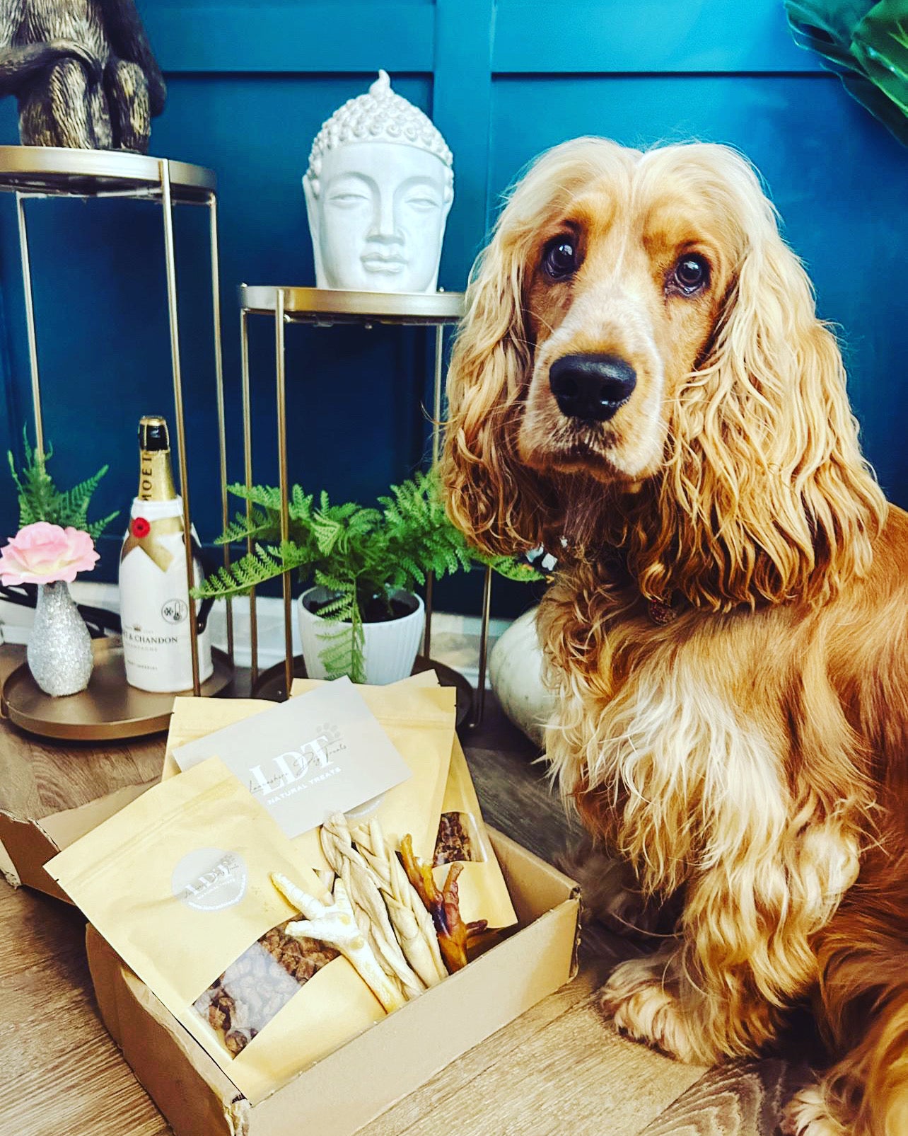 cocker spaniel with healthy natural dog treats in a natural dog treats box