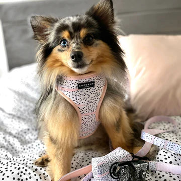 Cocopups - Pink Dalmatian