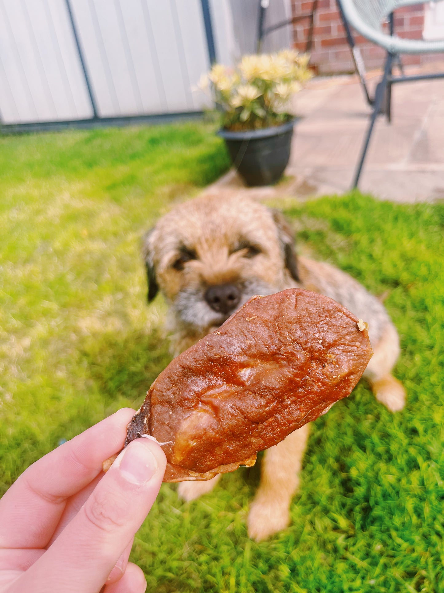 Bully Danglers Lancashire Dog Treats
