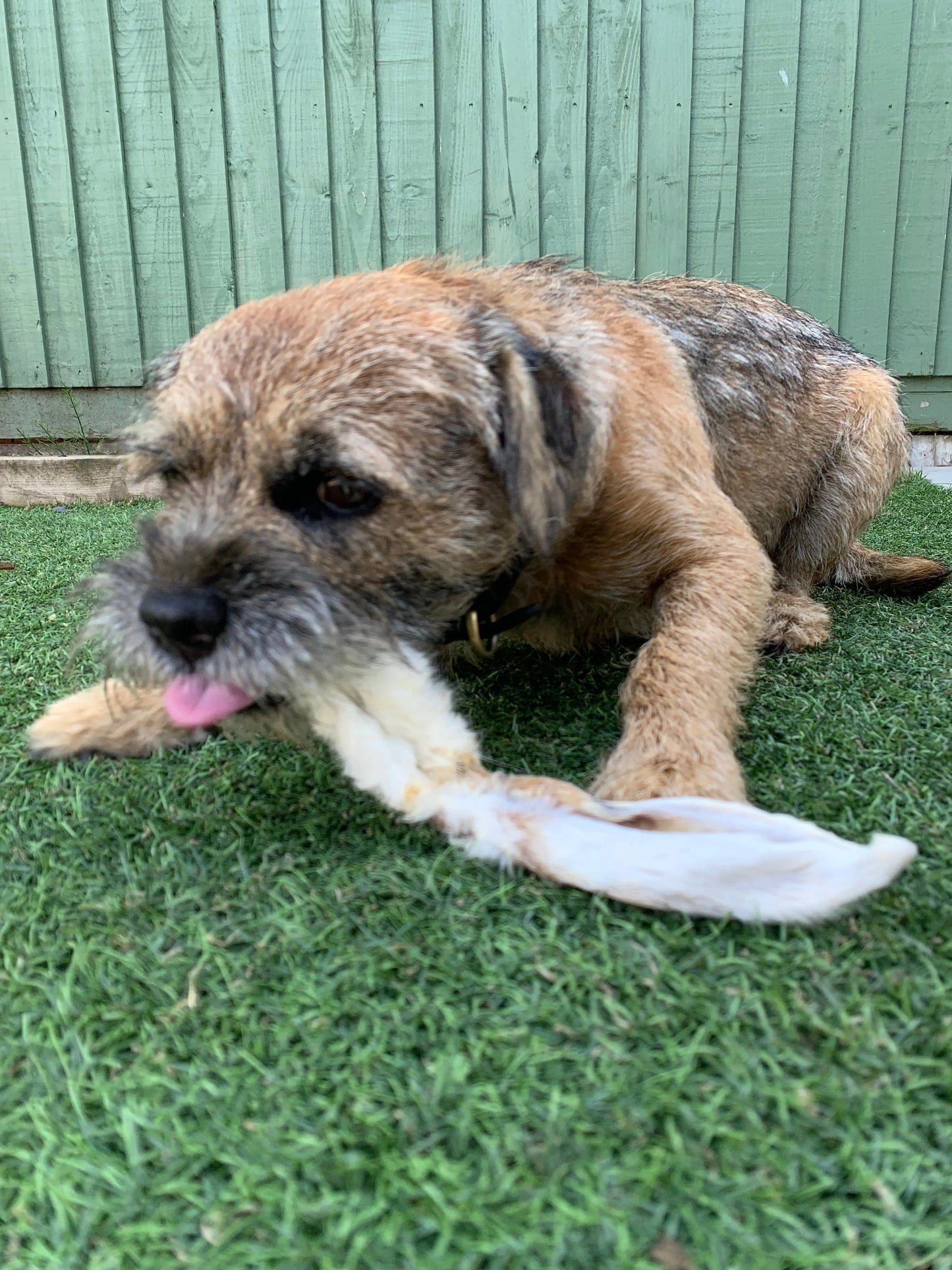 Rabbit Ear with Fur Lancashire Dog Treats