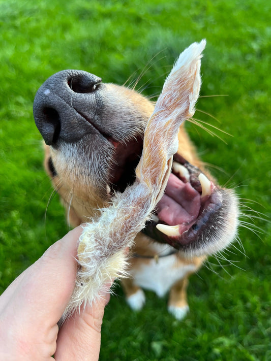 Rabbit Ear with Fur Lancashire Dog Treats