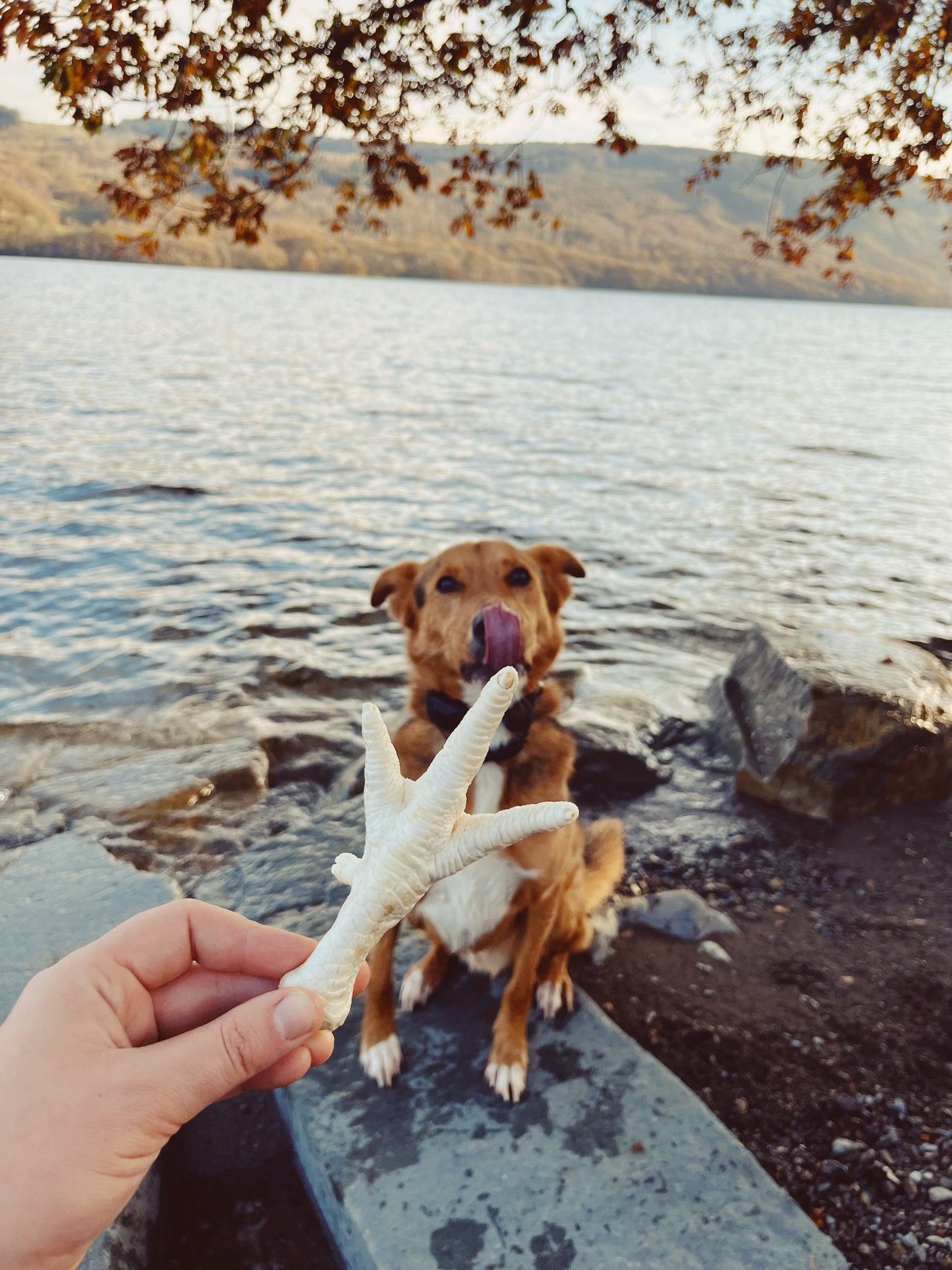 Puffed Chicken Foot Lancashire Dog Treats