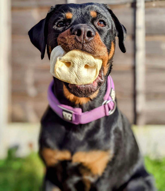 Puffed Pig Snout Lancashire Dog Treats