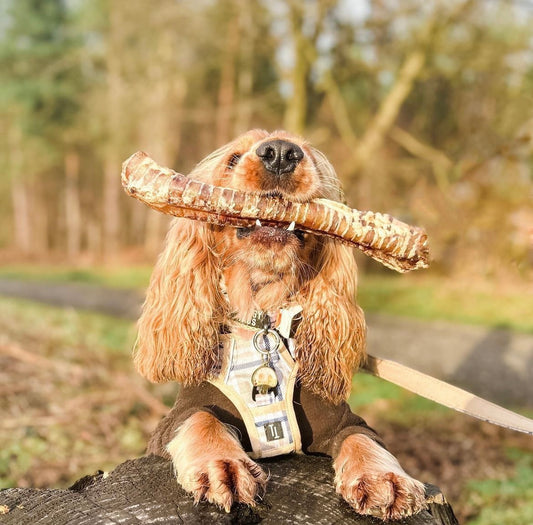 Beef Trachea Lancashire Dog Treats