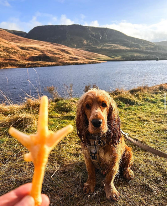 Chicken Feet Lancashire Dog Treats