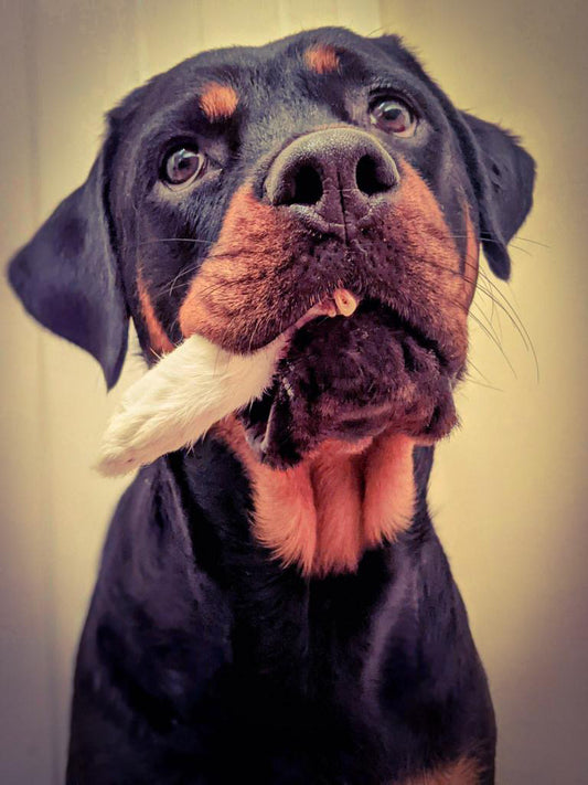 Rabbit Feet with Fur Lancashire Dog Treats