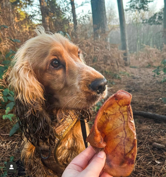 Pigs Ear Lancashire Dog Treats