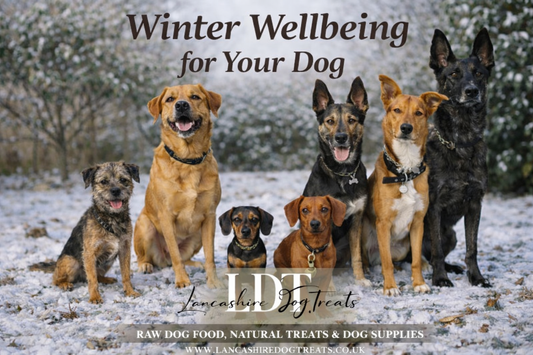 How to support your dogs winter wellbeing