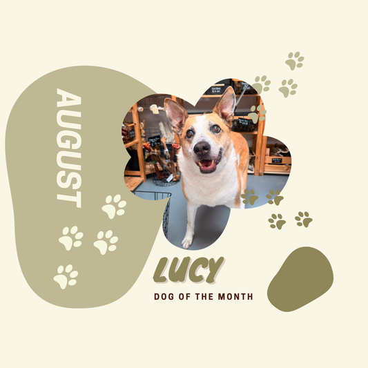 Dog of the Month August