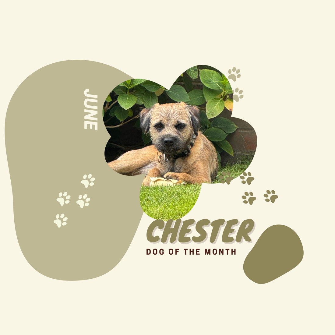 Dog of the Month June