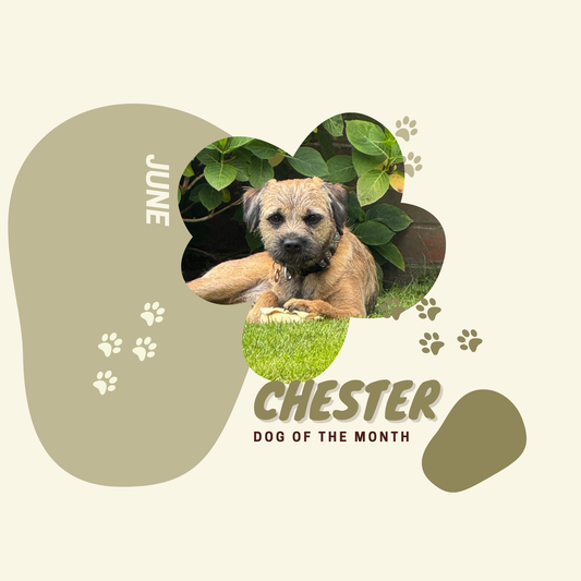 Dog of the Month June