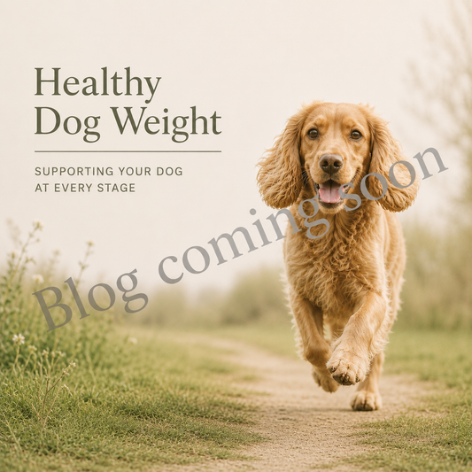 Is your dog a healthy weight?