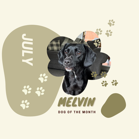 Dog of the Month July