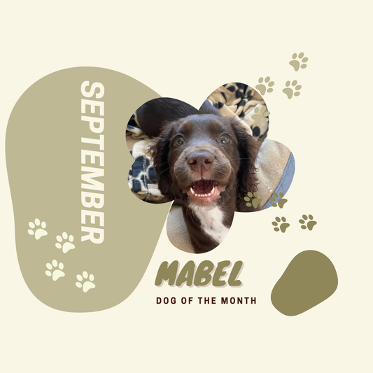 Dog of the Month September