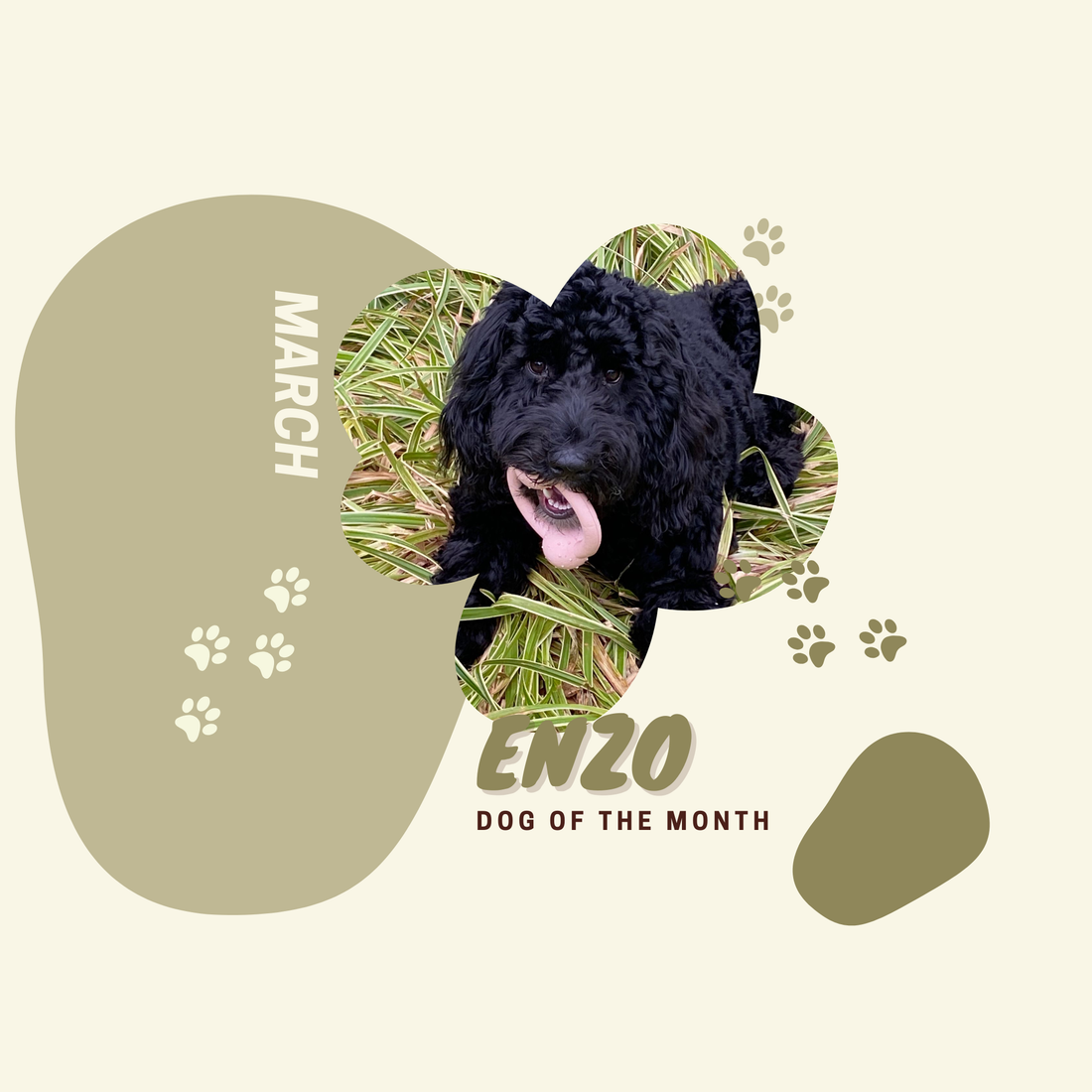 Dog Of The Month March
