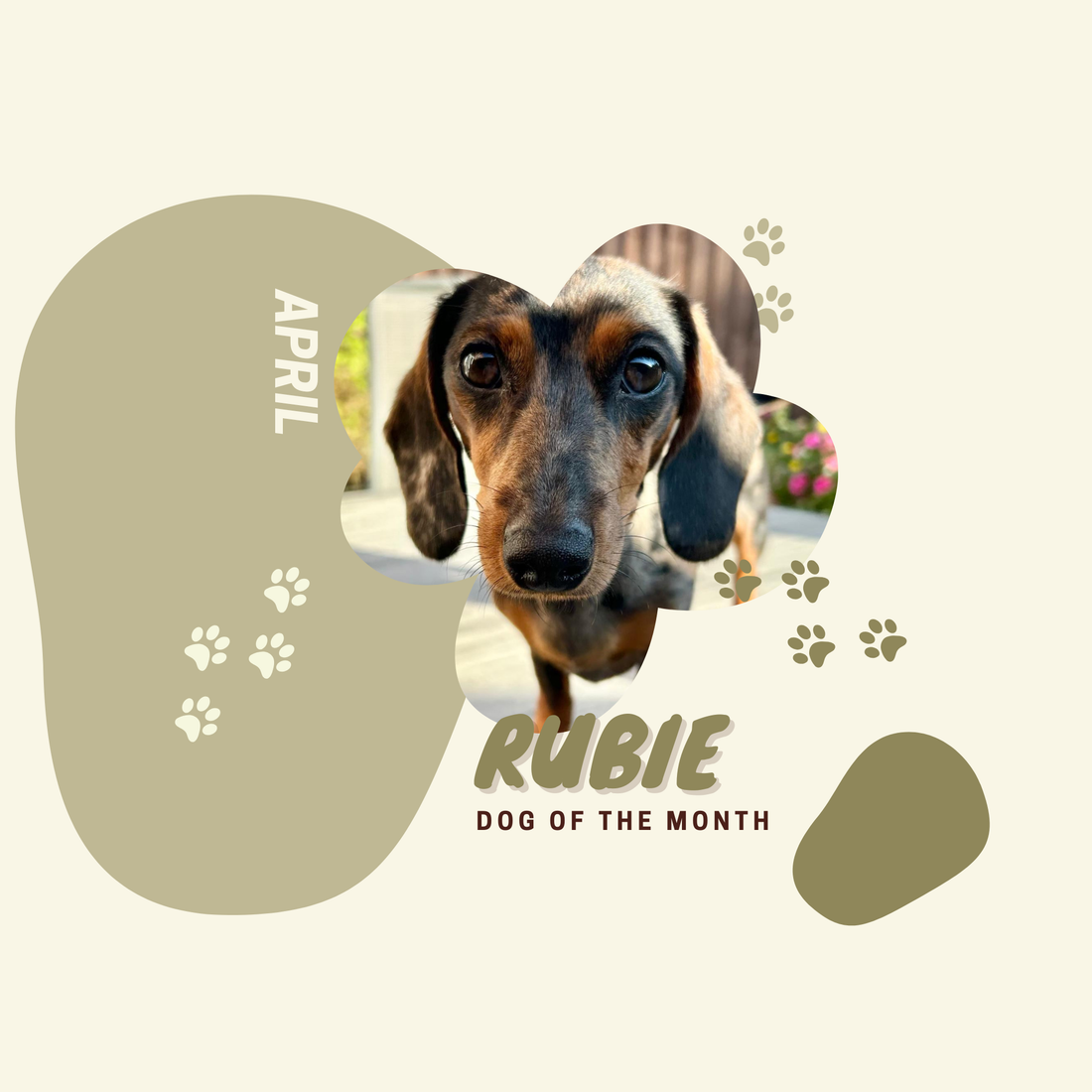 Dog of the month