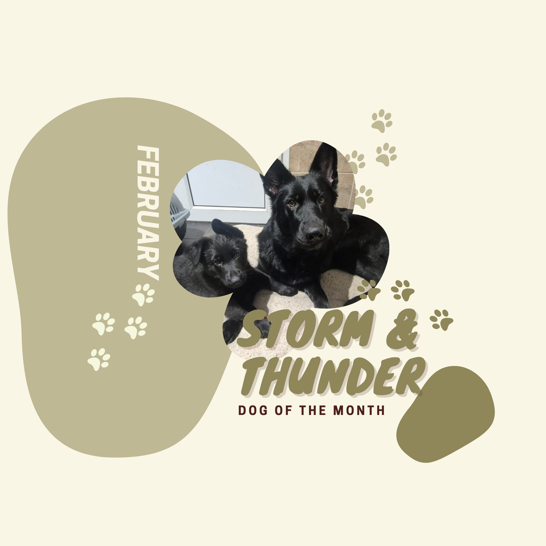February Dog Of The Month