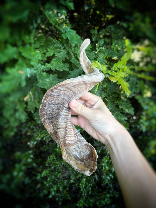 Lamb Horns