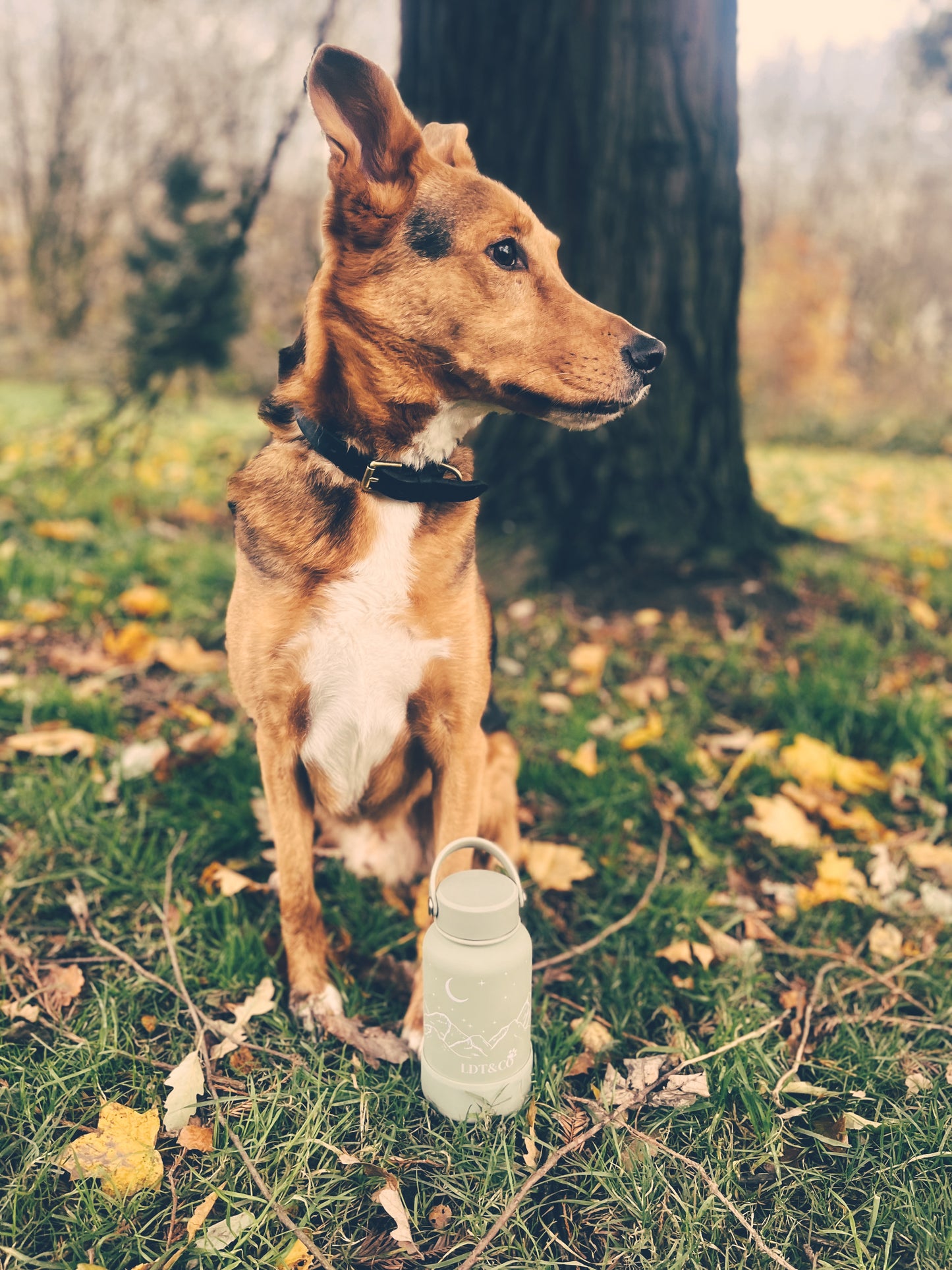 Bottle Lancashire Dog Treats