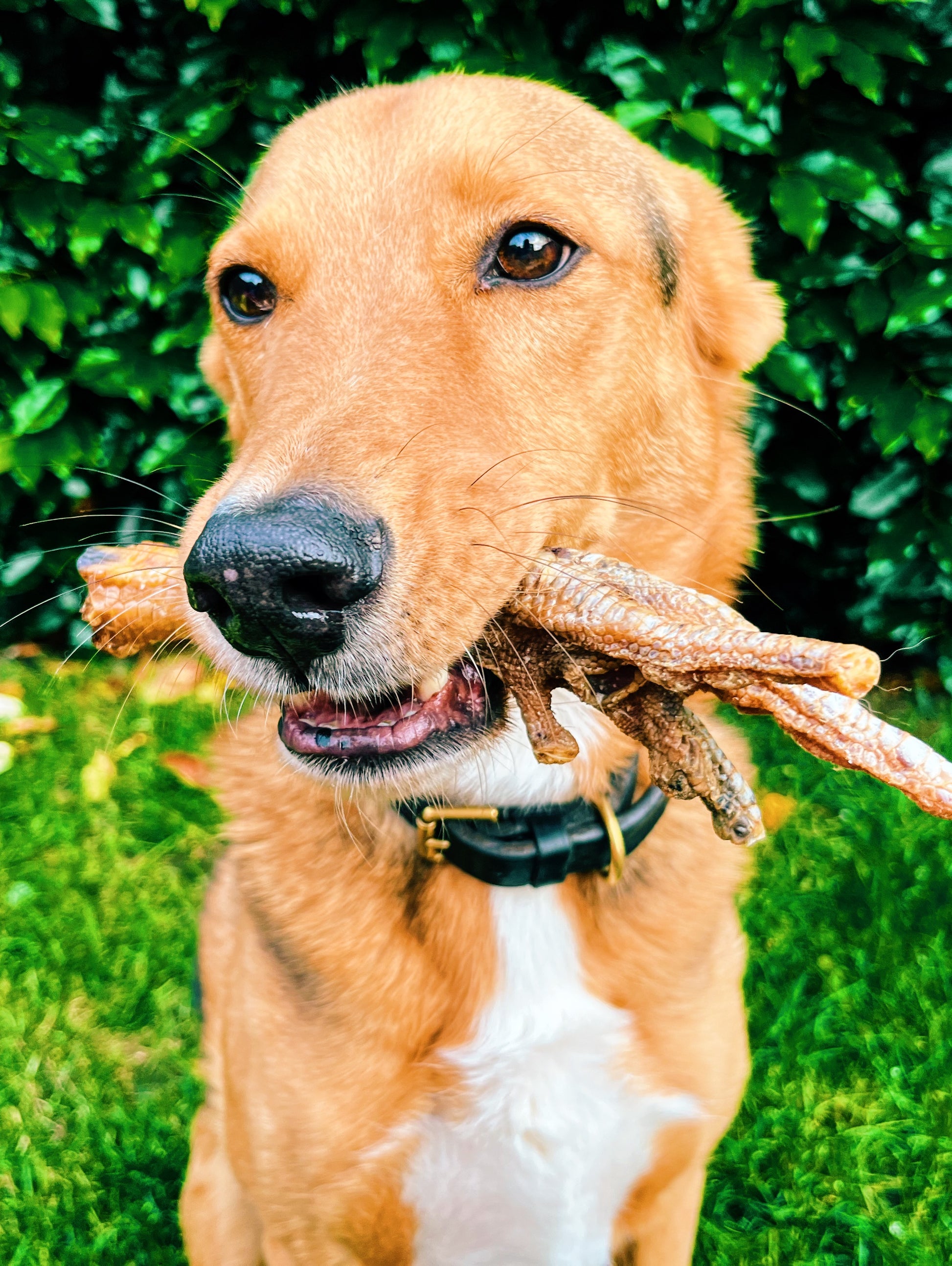 Turkey Foot Lancashire Dog Treats