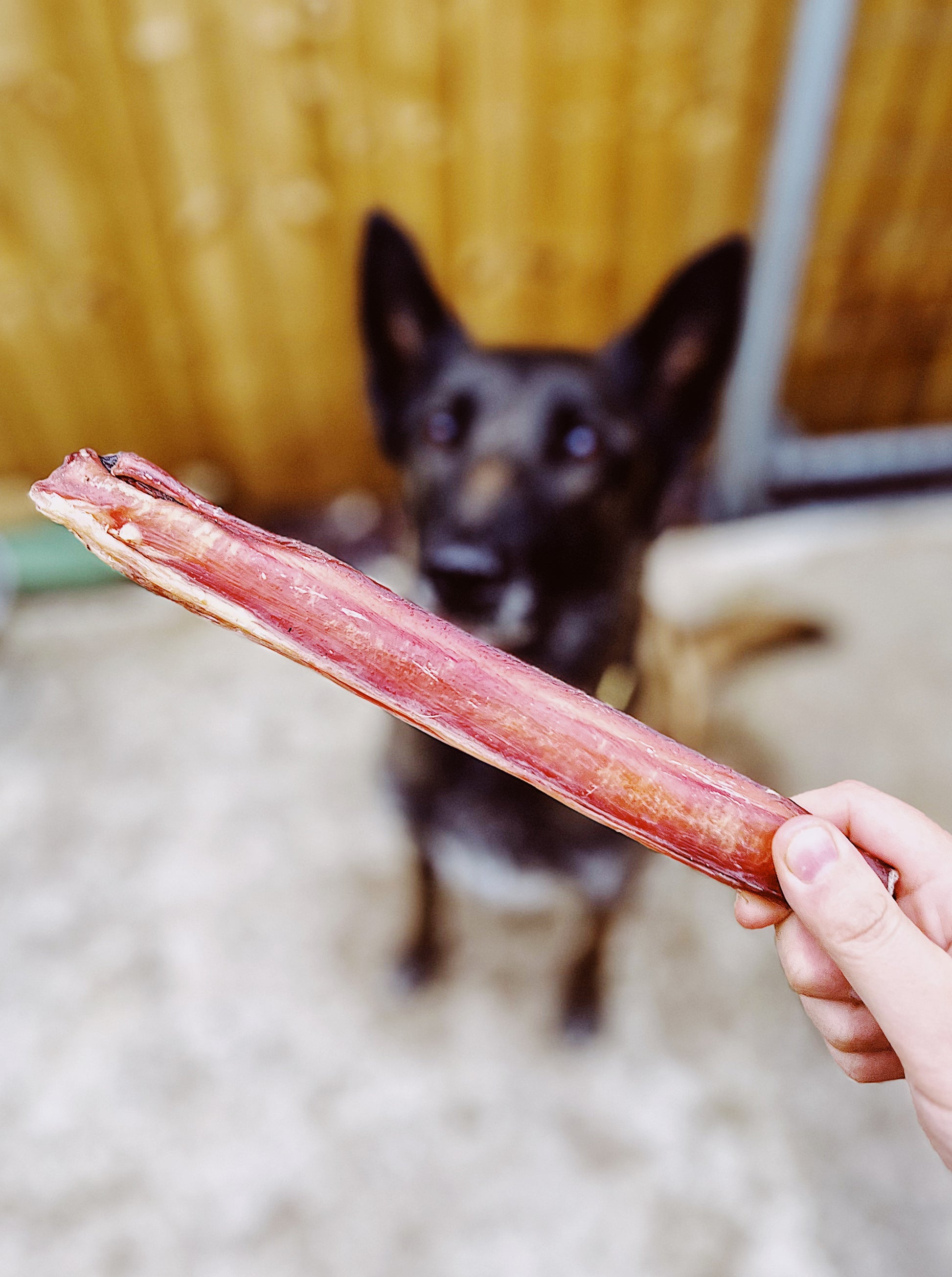 Pizzle Sticks Lancashire Dog Treats