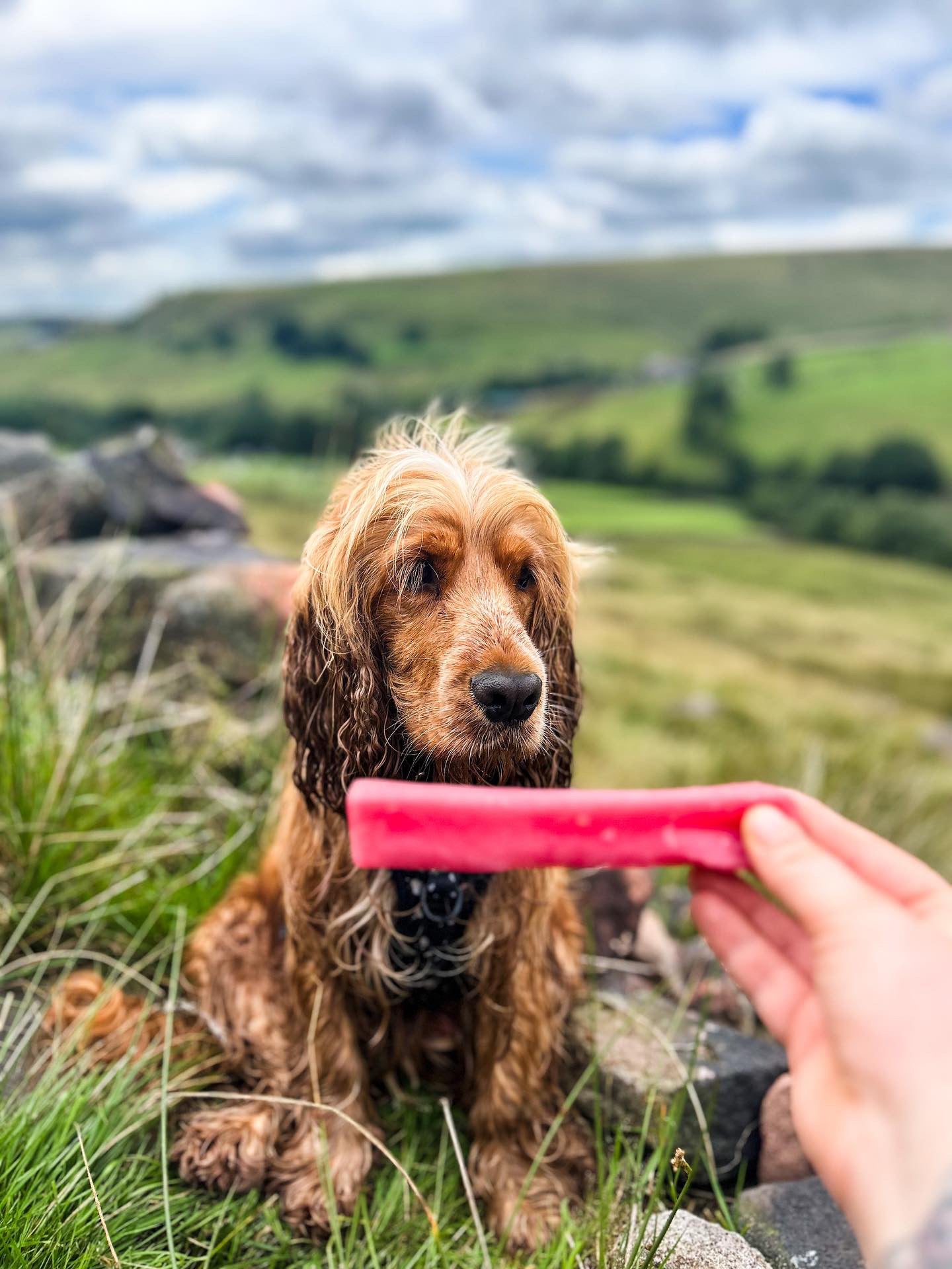 Yak Bar Lancashire Dog Treats