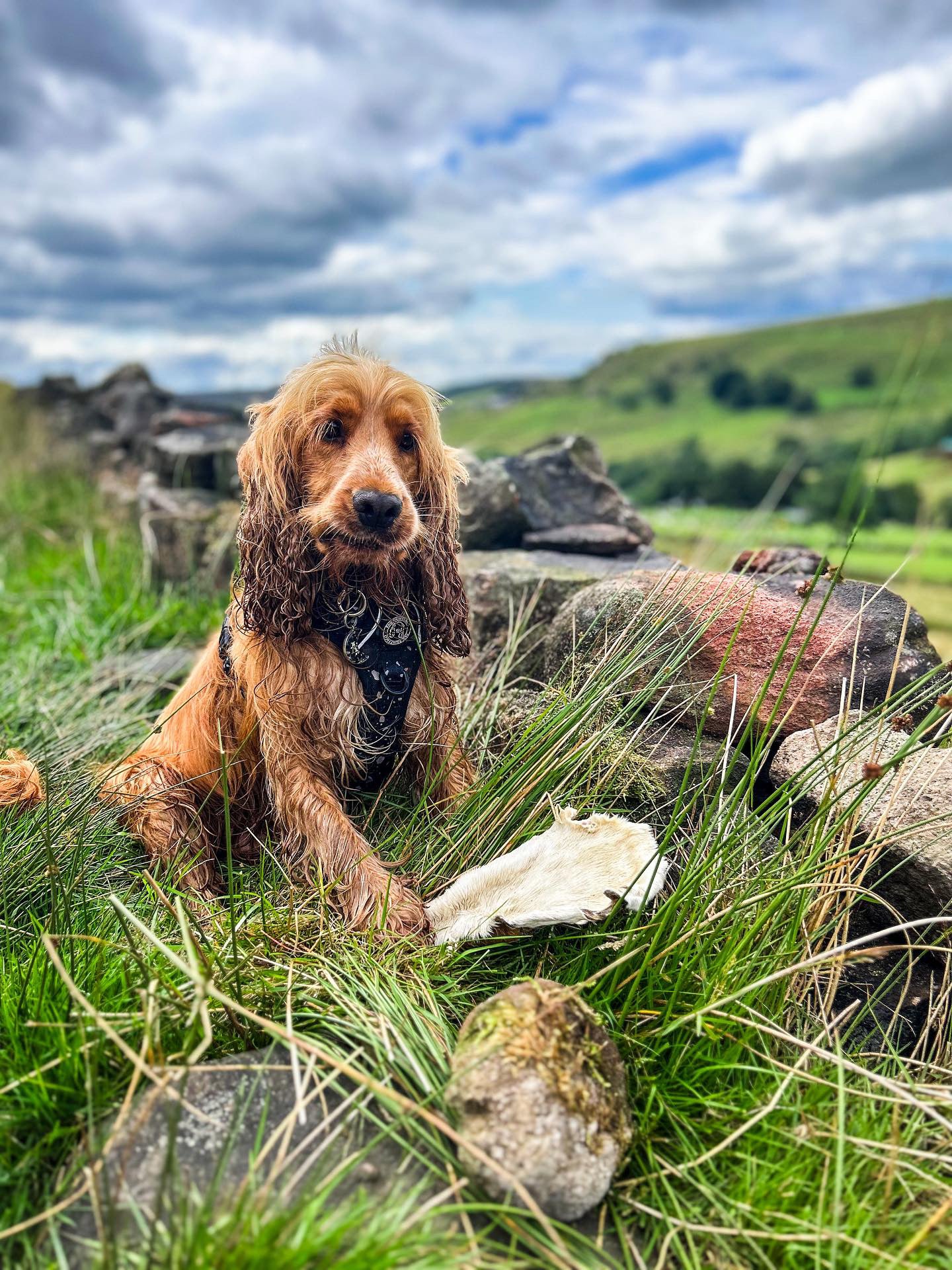 Beef Bark Lancashire Dog Treats