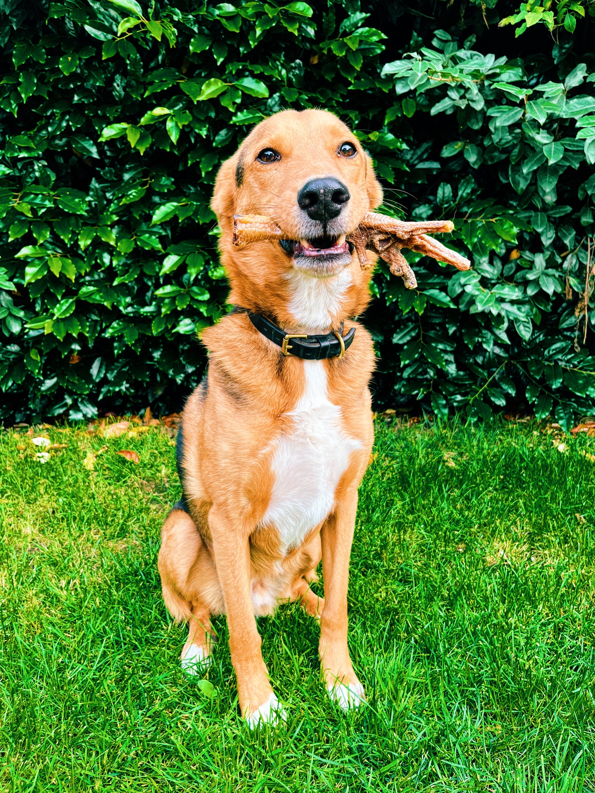 Turkey Foot Lancashire Dog Treats