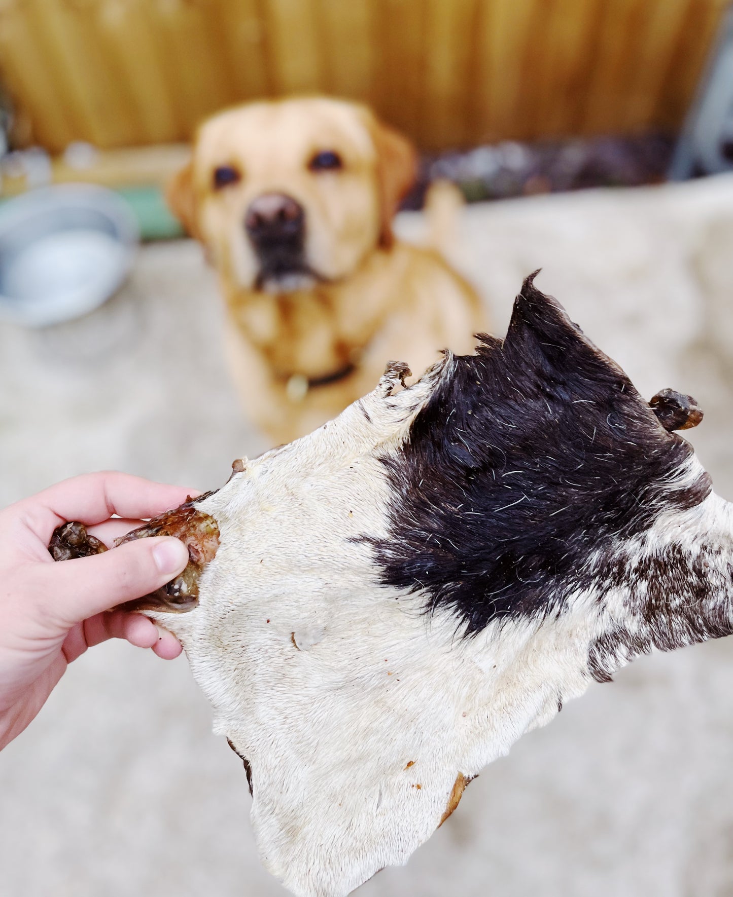 Beef Bark Lancashire Dog Treats