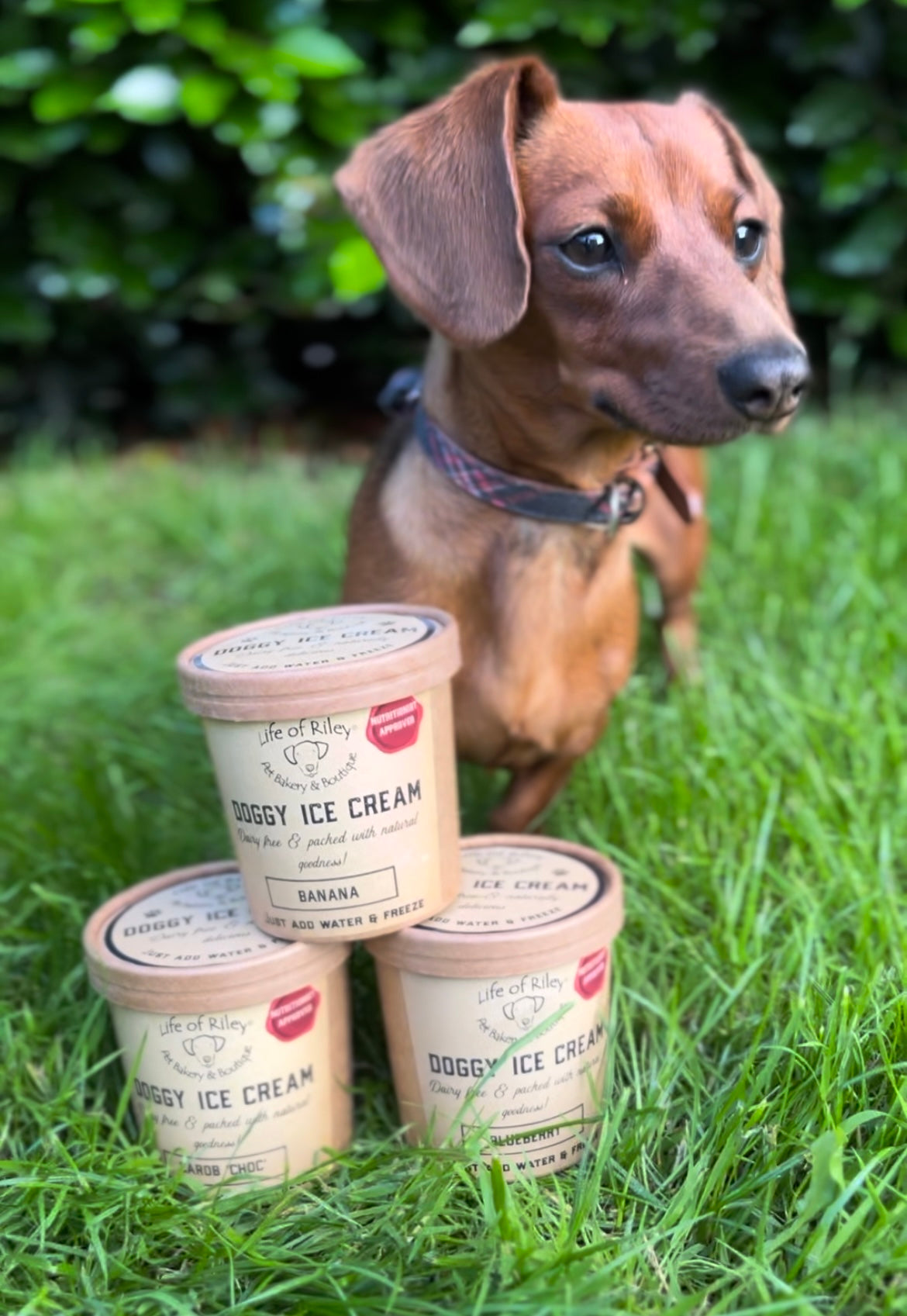 DIY Doggy Ice Cream Lancashire Dog Treats