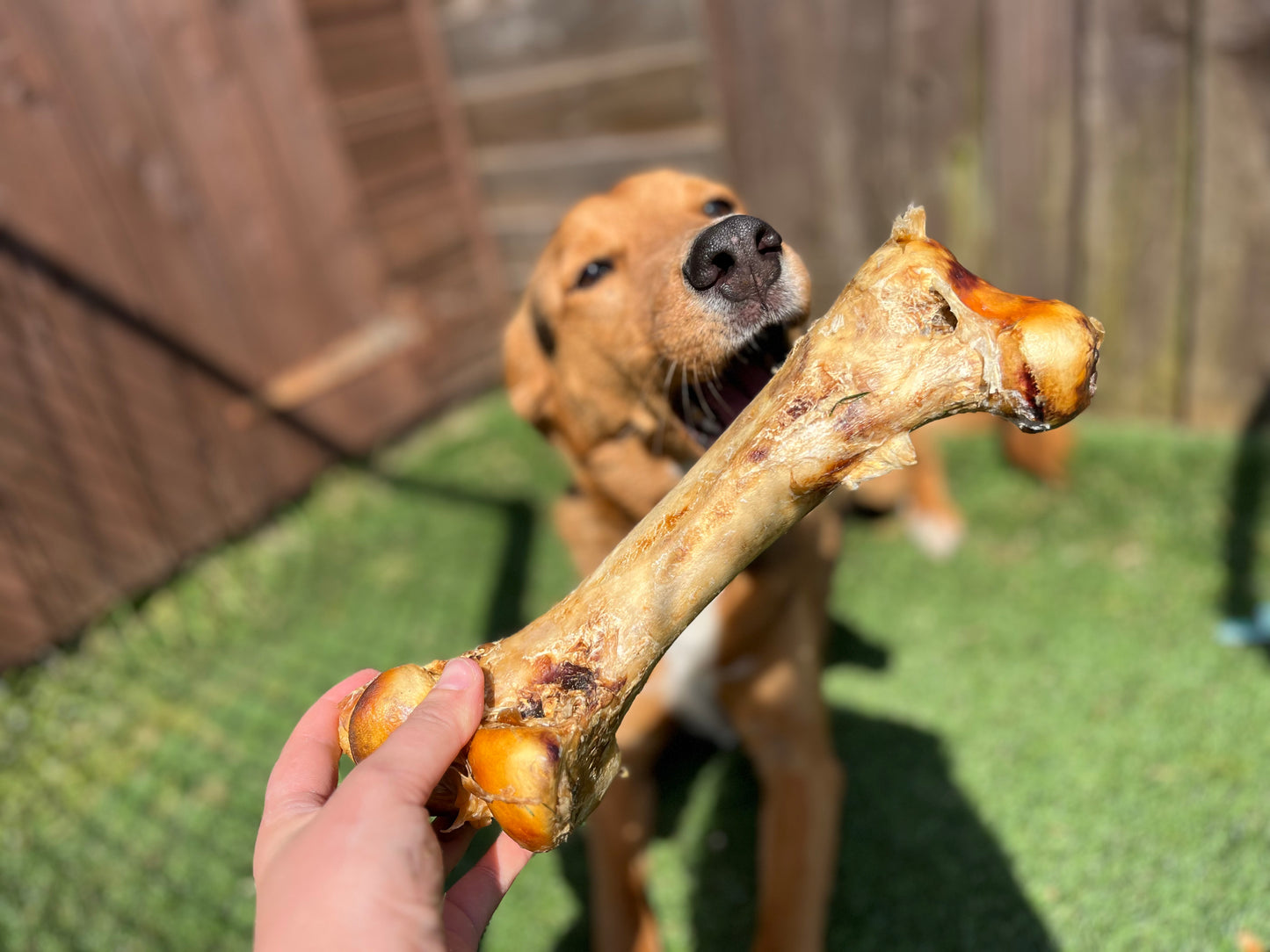 Ostrich Bone Lancashire Dog Treats