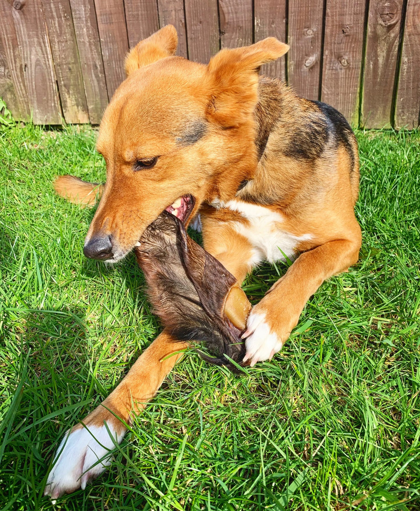 Hairy Cows Ear Lancashire Dog Treats Natural Dog Treats