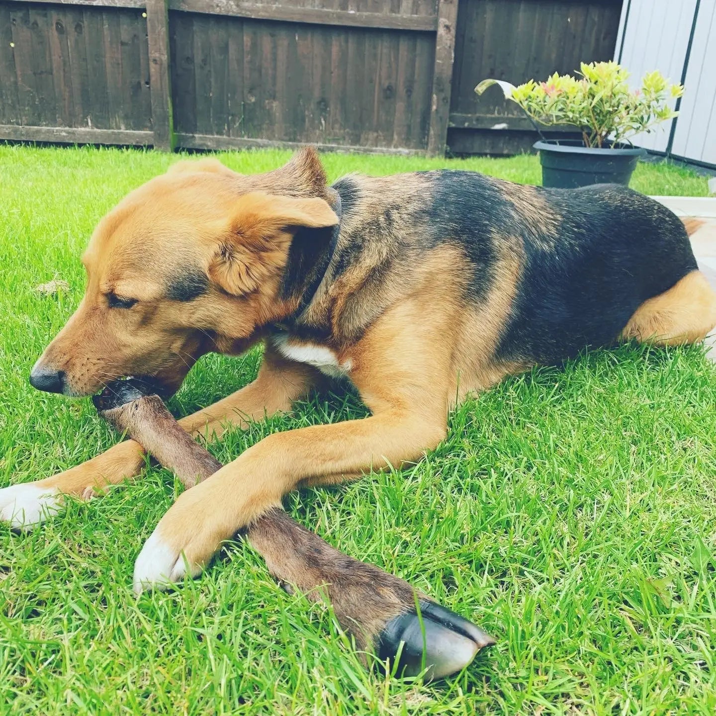 Hairy Deer Leg Lancashire Dog Treats