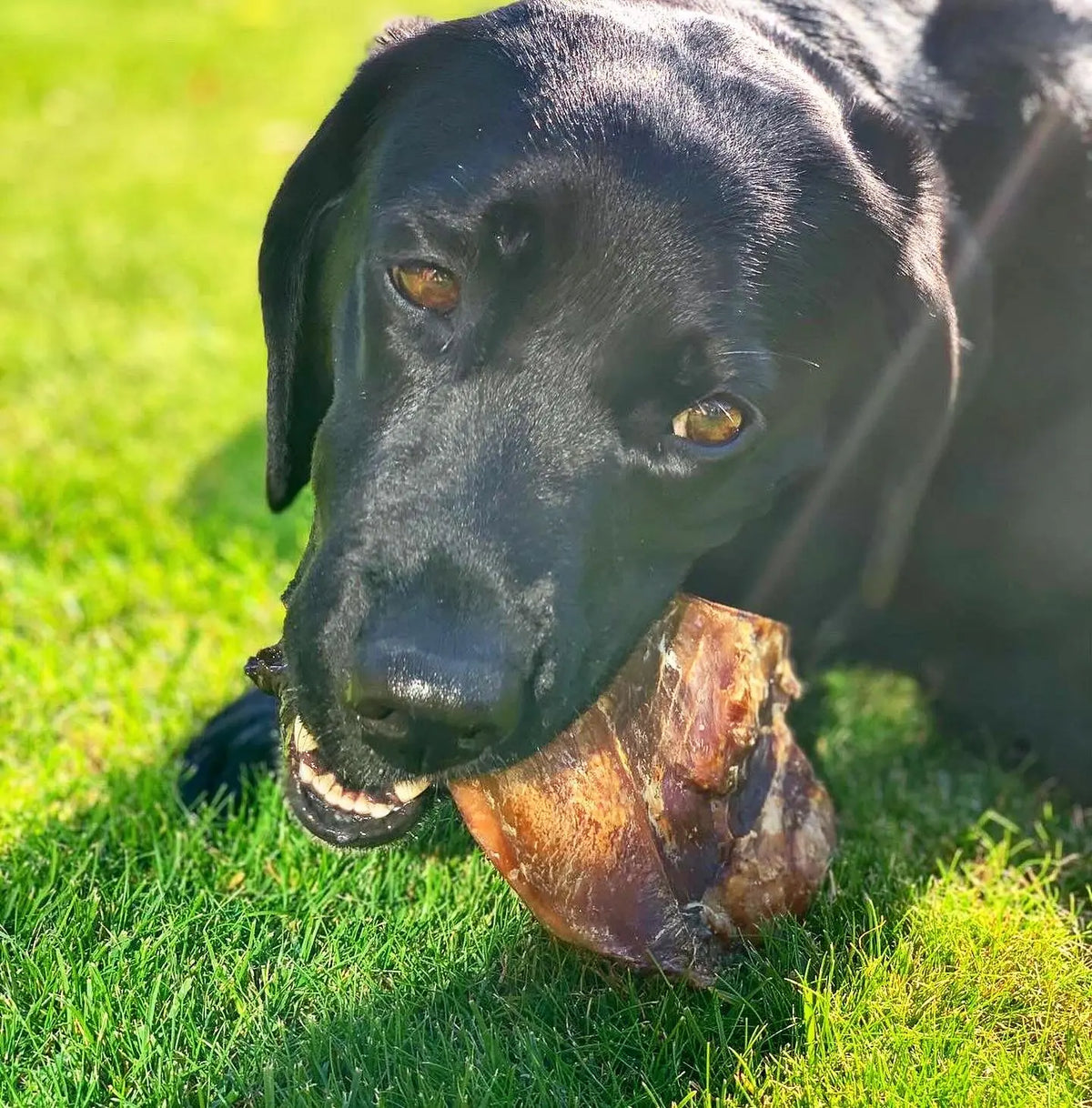 Moonbone Beef Moon Bone - Beef Cartilage - Natural Dog Treats - Lancashire Dog Treat ...