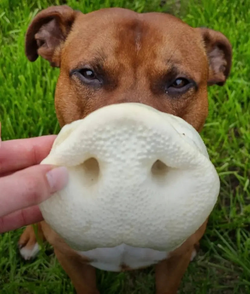 Puffed Pig Snout Lancashire Dog  natural dog treats 