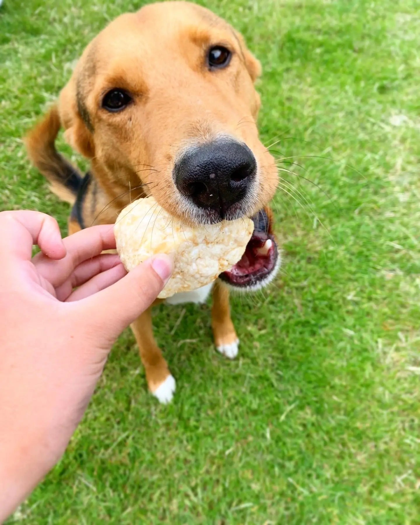 Yak Lancashire Dog Treats