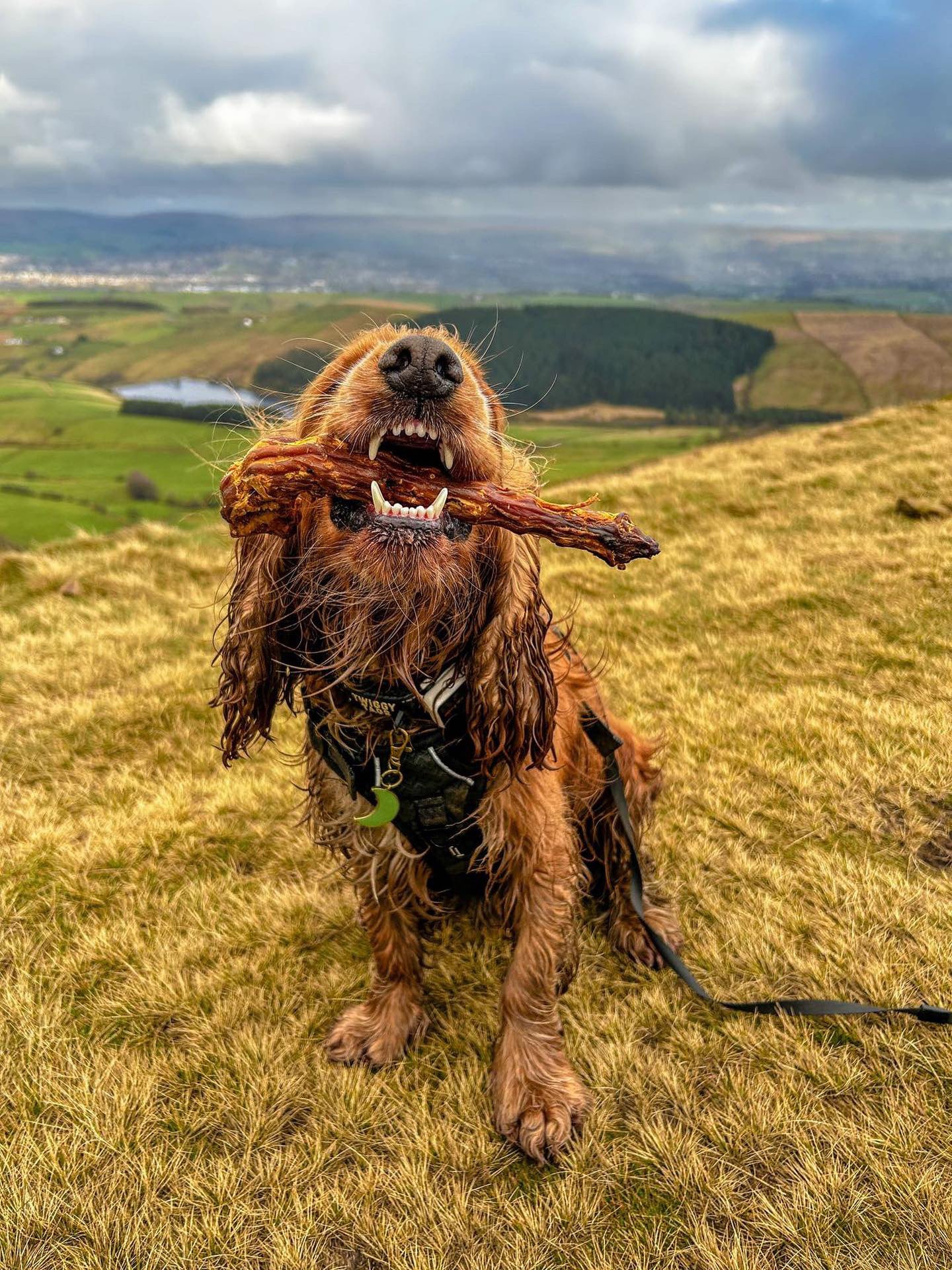 Turkey Neck Lancashire Dog Treats