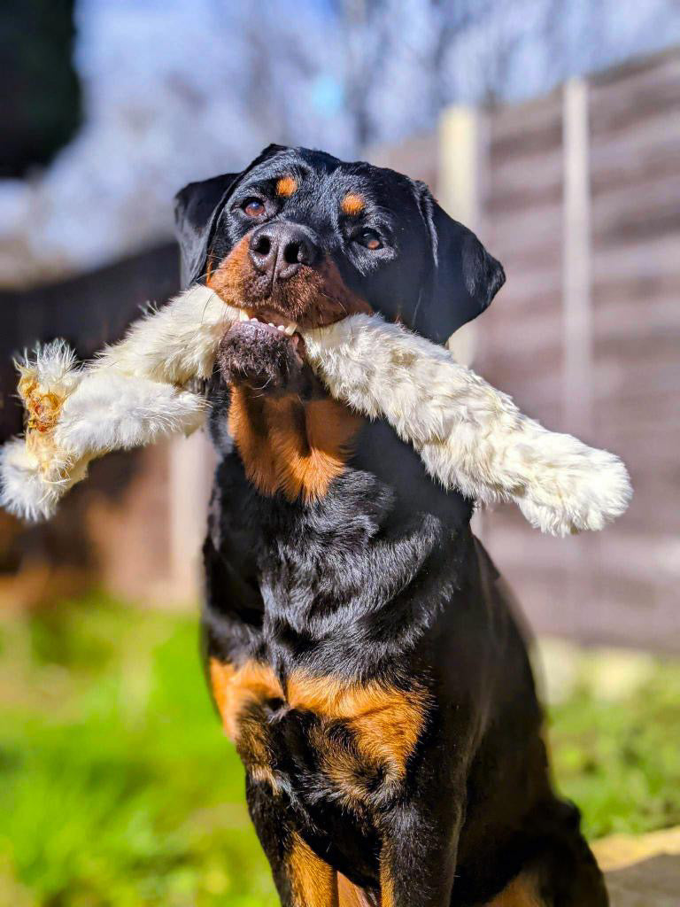 Rabbit skin with fur Lancashire Dog Treats