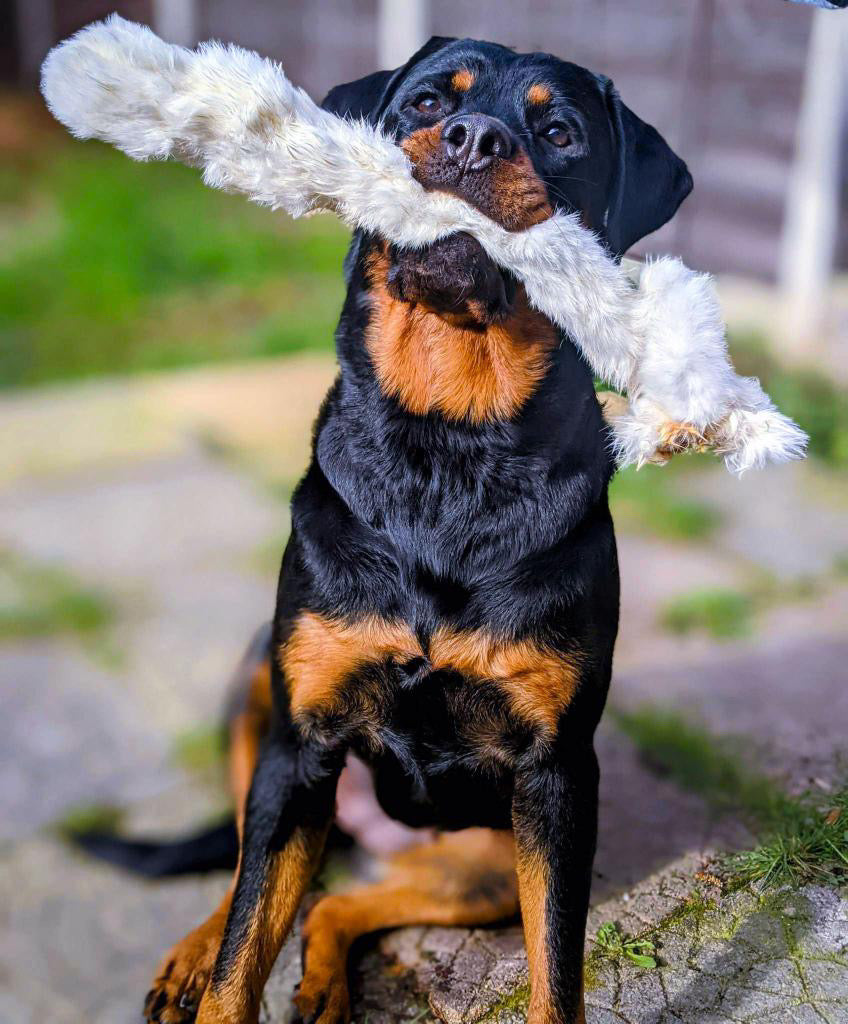 Rabbit skin with fur Lancashire Dog Treats