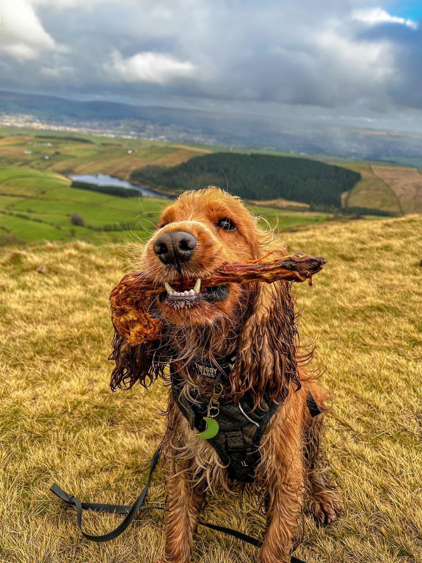 Turkey Neck Lancashire Dog Treats