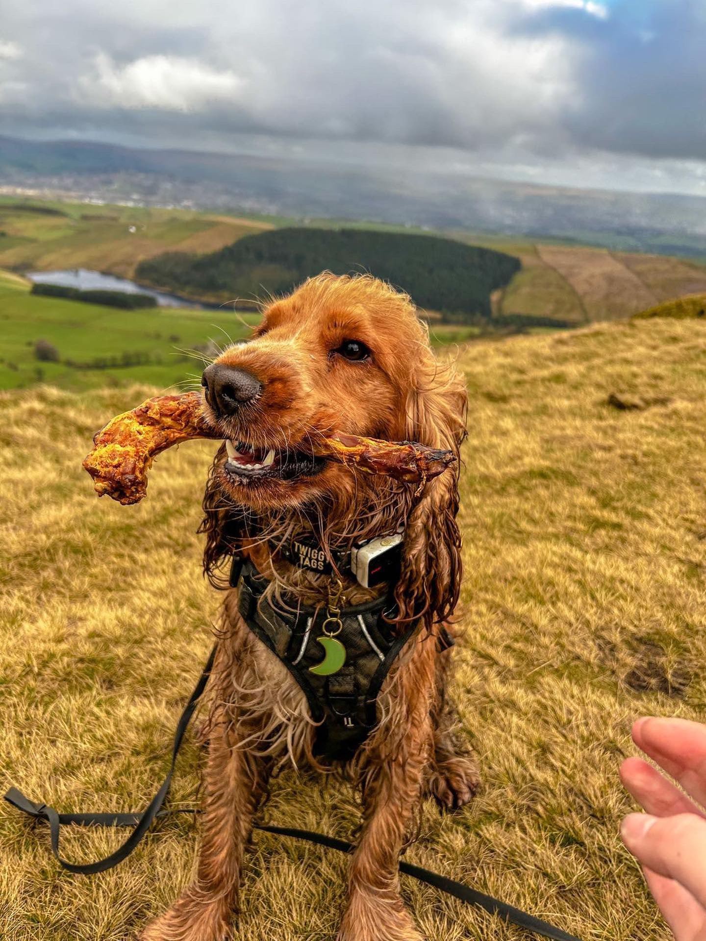 Turkey Neck Lancashire Dog Treats