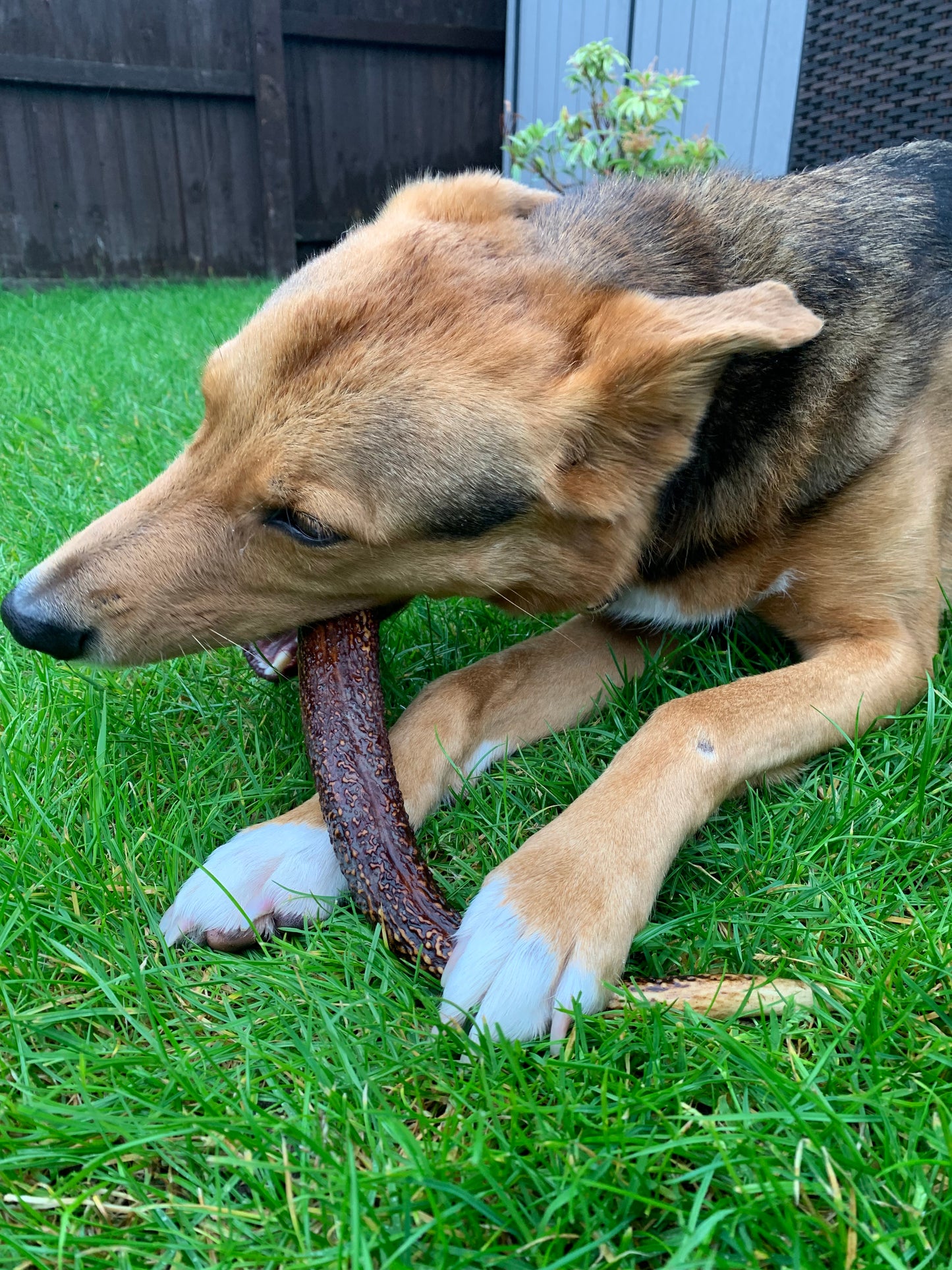 Antler Lancashire Dog Treats